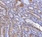 Anti-YY1 Antibody Picoband™ (monoclonal, 2C10F9)
